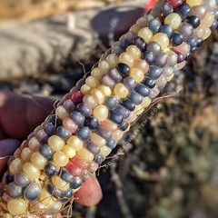 Glass Gem Corn Seeds (100+ seeds) Organic USA Grown