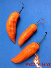 30 YELLOW AJI PERU CEVICHE CHILLI SEEDS SEEDS 100% GUARANTEED