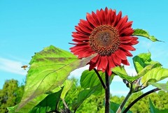 51+RED SUN SUNFLOWER Seeds Branching Cut Flowers Summer Garden Native Plant Easy
