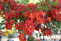 FIREBALL~~Azalea Rhododendron~Well Rooted STARTER Plant!