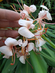 2x Hedychium butterfly ginger rhizomes, Tropical Lily. Easy to care for plant.