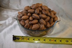 Pecans In-Shell 2.5 lbs Utah Grown Paper Shell Pecan 2023-’24 Crop Free Shipping