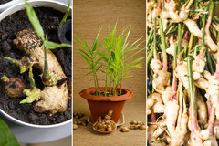 Live 10 Rhizomes of Edible Ginger Roots Organic Zingiber Officinale for Growing