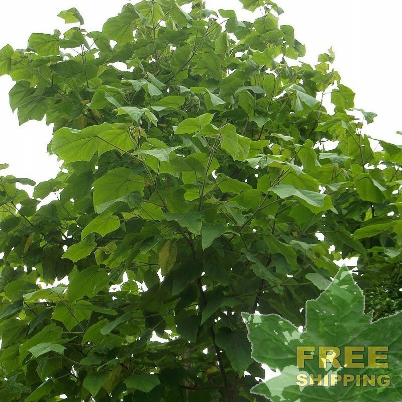 PRINCESS TREE Paulownia Tomentosa – 500 SEEDS. FREE S&H