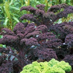 Scarlet Kale, NON-GMO, Dark Purple, Ornamental and Edible, FREE SHIPPING