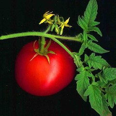RARE GIANT OXHEART TOMATO HUGE TASTY AMERICAN HEIRLOOM NON-GMO JUICY 30+ SEEDS