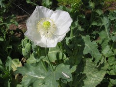 3,000 – 1 Gram Peshawar White Poppy Seeds – P. Somniferum – Giant & Solid White