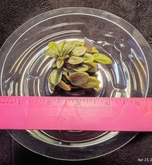 African Violet ~ Vallarta Campanas Moradas (Micro) ~ Live Plant