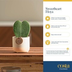 Easy-Care Hoya Heart Houseplant, Perfect Gift Idea*`/-$