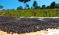 Mocha Java Coffee Beans Roasted Medium & Dark Mixed 2 Bags 1 Pound Each.