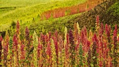 Organic Red Quinoa – Non-GMO, Kosher, Raw, Vegan – by Food To Live