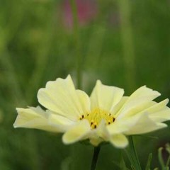 Cosmos SUNSET YELLOW Great Cut Flowers & Containers Non-GMO 100 Seeds