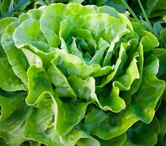 Tom Thumb Leaf Lettuce Seeds, Butterhead, Bibb, NON-GMO, Heirloom, FREE SHIPPING