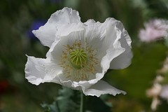 3,000 – 1 Gram Peshawar White Poppy Seeds – P. Somniferum – Giant & Solid White