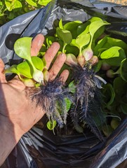 20 Water Hyacinth Pond Plant Floating Live READ DESCRIPTION