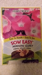 Morning Glory Flower Seeds – 14 days to germination 12/22