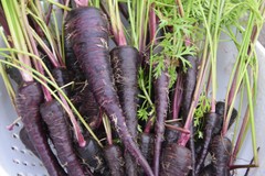 Black Nebula Carrot Seeds, NON-GMO, Deep Purple, Antioxidant, FREE SHIPPING
