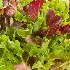 Landscaper’s Pack Lettuce CHERYL’S HEAT TOLERANT MIX Heatwave Garden 3000 Seeds!