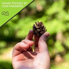 Raw Pine Nuts Whole Pignolias, Resealable Bag, Nut Snack, All Natural Kosher