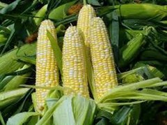 CORN, BI-COLOR, BUTTER N SUGAR , HEIRLOOM, NON GMO, 100+ SEEDS,