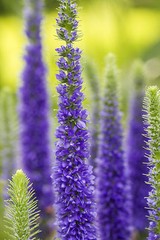 blue veronica Longfolia 160 SEEDS, speedwell, USA SELLER, flowers