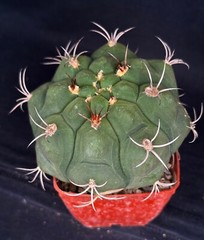 Gymnocalycium pflanzii, cactus plant