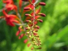 LUCIFER Crocosmia Bulbs 8+ cm or starter plant (You Choose) – US Seller