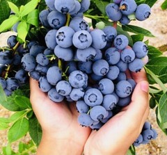 BLUEBERRY FRUIT SEEDS SWEET NON GMO FRESH HARVEST FREE SHIPPING
