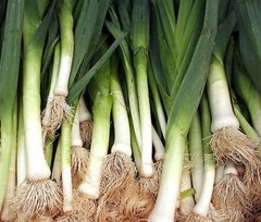 American Flag Leek Seeds, Broad London, NON-GMO, Variety Sizes, FREE SHIPPING