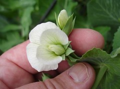 KENTUCKY WONDER POLE Bean Seeds, Heirloom Seeds – NON GMO, A kitchen favorite.