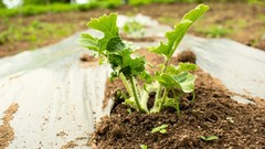 350+ Mini Watermelon Seedss (Citrullus lanatus) For Planting