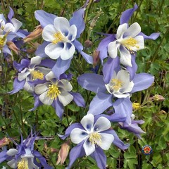 Blue Rocky Mountain Columbine (Aquilegia caerulea). 50 Seeds. Free Shipping!