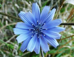 Chicory Seeds, Italian Dandelion, NON-GMO, Deer Plot, Coffee Weed, FREE SHIPPING