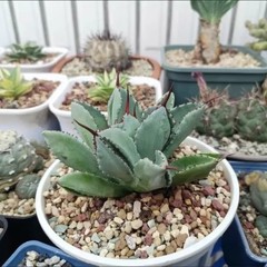 8CM Succulent Agave Plant Agave Potatorum Cv.’Cubic’ Agavaceae Home Garden Plant