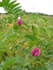 USA Grown Organic Garbanzo Beans ‘ChickPeas’ Kabuli ‘Chana’ Raw/Non-GMO/Kosher