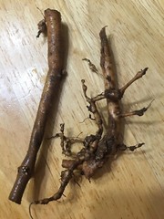 Start Next Year’s Crop Today. 3 Organic Cascade Hop Rhizomes, $22.00
