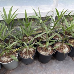 Trachycarpus wagnerianus x fortunei Small 3 Gallon– Cold Hardy Hybrid