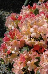 Percy Wiseman Rhododendron~Well Rooted Starter Plant