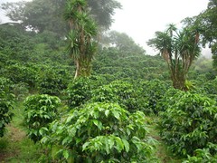 ETHIOPIAN YIRGACHEFFE COFFEE BEANS MEDIUM ROASTED 5 POUNDS