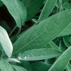 Extrakta Sage Seeds | Heirloom / Non-GMO | Free Shipping | Herb Seeds | 1168