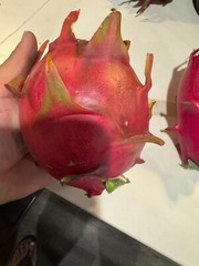 ULTRA RARE DRAGON FRUIT CUTTINGS – MULTIPLE VARIETIES – 8″ – 12: SIZE