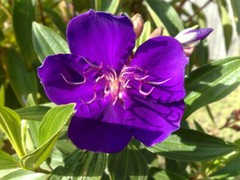 ~~ Ecuador Purple Princess Glory Bush Plant~~Tibouchina Lepidota grandifolia~~