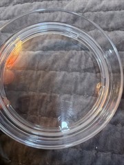 REDUCE Saltini 16 oz Cocktail Tumbler with Lid, Papaya Color