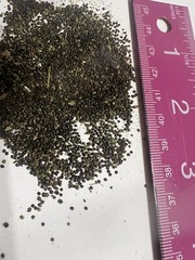 Lambs Quarter, Pigweed, WildSpinach, GooseFoot, 2,500 Seeds NO GMO