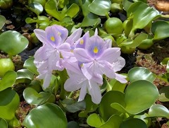 20 Water Hyacinth Pond Plant Floating Live READ DESCRIPTION