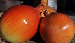 Yellow Sweet Spanish Onion Seeds, NON-GMO, Variety Sizes, FREE SHIPPING