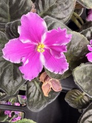 African Violet Plant RS Queen Olga Starter Plant Standard