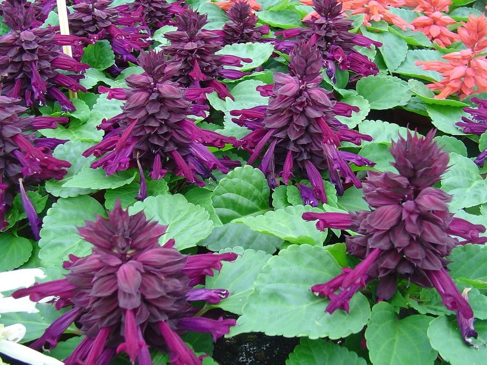 50 Salvia Seeds Reddy Purple Flower Seeds