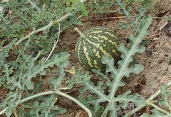 Citrullus colocynthis, Abu Jahls Melon – 10 Sementes