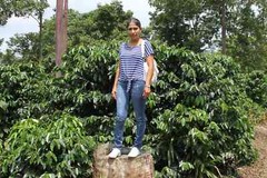 100% Jamaican Blue Mountain Coffee Beans Dark Roasted Daily 2 to 10 Pounds